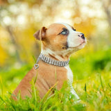 Adjustable Rhinestone/ Diamante Pet Collar Necklace