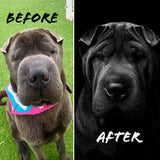 Custom Pet Portrait - Framed Print (5"x7") + Digital Copy