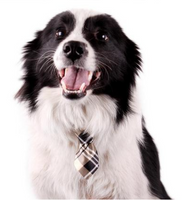 Pet Tie Collar